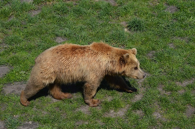 Brown bear in Slovenia