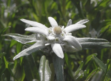 Edelweiss, a rare, well-known flower in the Alps in Europe