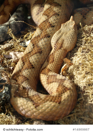 Horned snake, a dangerous snake in Europe