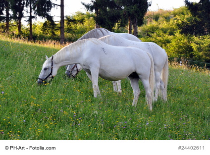 White Lipizaner Horses, Slovenia