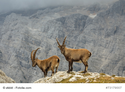 Male Ibexes - Capricorn