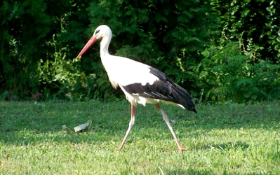 Stork in Slovenia, an animal gladly seen