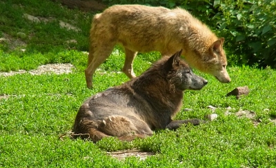 Wolves are common in Slovenia